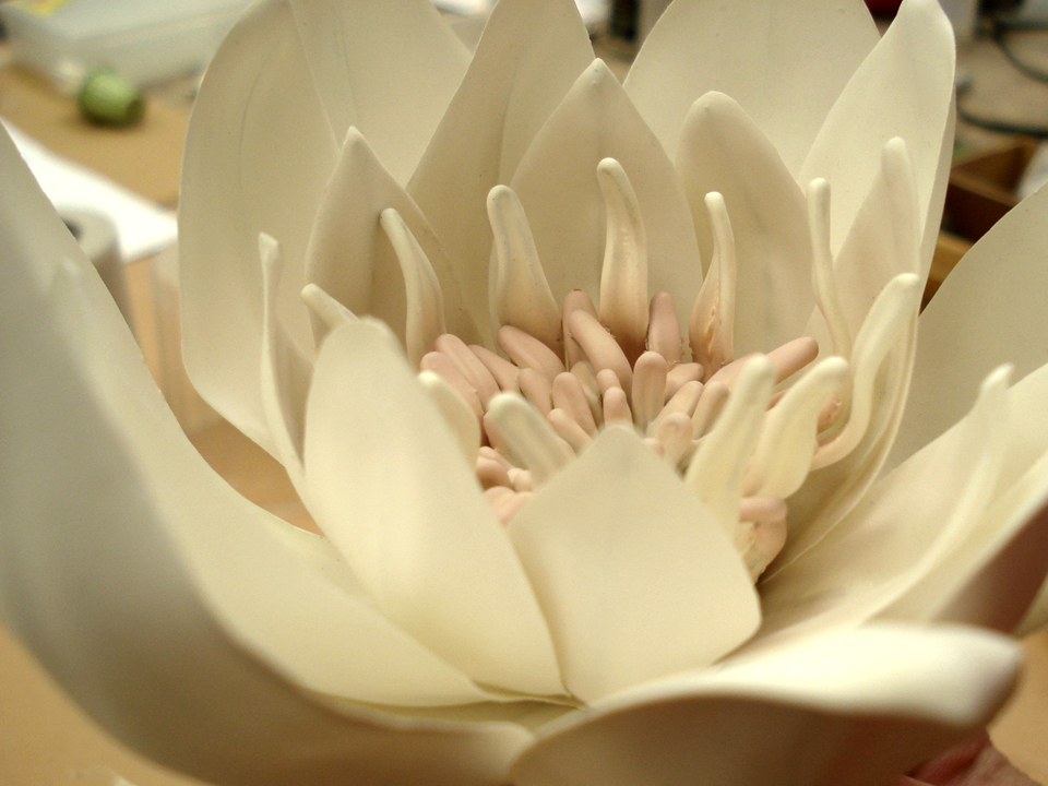 Snuggle Lotus Flower